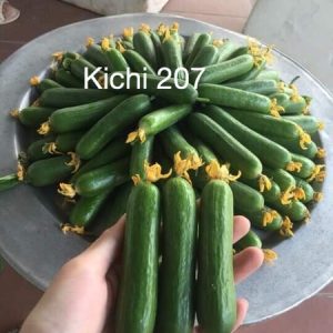 Gói 10 hạt giống dưa leo baby Nhật Bản Kichi 207 giống dưa tự thụ phấn cực sai quả Nảy mầm 100 phần trăm