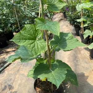 Chai 20ml phân bón lá Tano-xanh