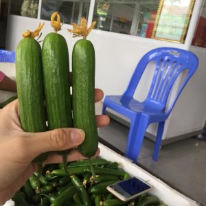 Gói 1GR hạt giống Dưa Leo Baby (Dưa chuột Gai)