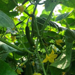 Gói 10 hạt giống dưa leo baby Nhật Bản Kichi 207 giống dưa tự thụ phấn cực sai quả Nảy mầm 100 phần trăm