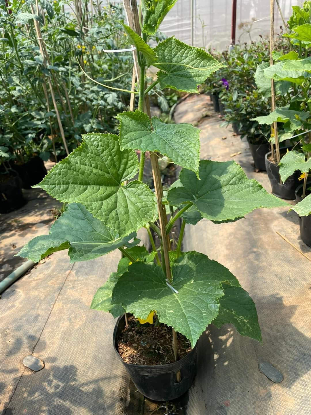 Chai 20ml phân bón lá Tano-xanh