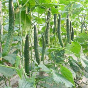Gói 0.5g hạt giống dưa leo Nhật F1