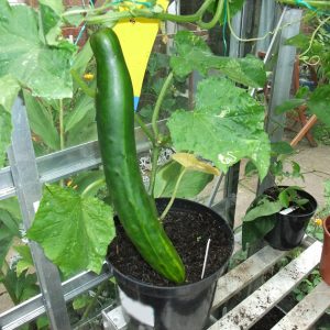 Gói 0.5g hạt giống dưa leo Nhật F1