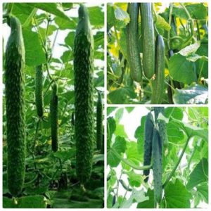 Gói 0.5g hạt giống dưa leo Nhật F1