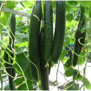 Gói 0.5g hạt giống dưa leo Nhật F1