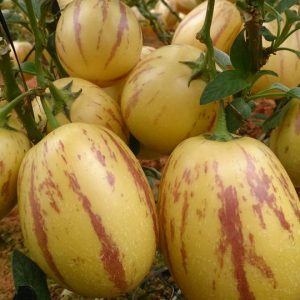 Chậu cây giống dưa Pepino sọc vàng (Dưa Hấu Nam Mỹ) giao cây trưởng thành