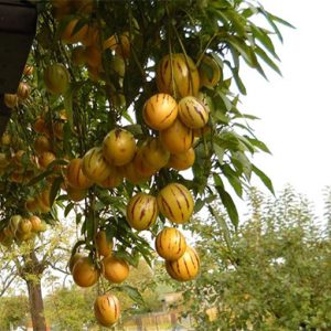 Gói 5 hạt giống dưa hấu Nam Mỹ Pepino F1