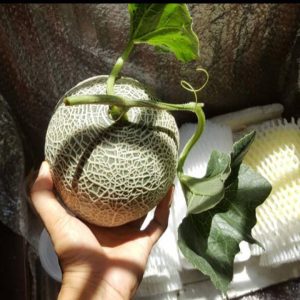 0.5Gr HẠT GIỐNG DƯA LƯỚI F1 SV 501