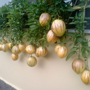 Gói 5 hạt giống dưa hấu Nam Mỹ Pepino F1