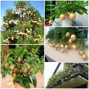 Chậu cây giống dưa Pepino sọc vàng (Dưa Hấu Nam Mỹ) giao cây trưởng thành