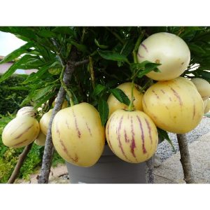 Gói 5 hạt giống dưa hấu Nam Mỹ Pepino F1