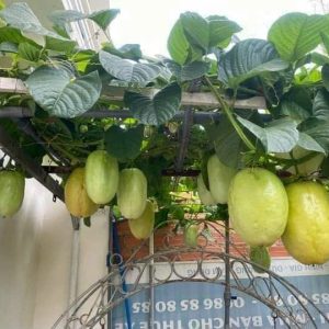 Chậu cây giống dưa tây