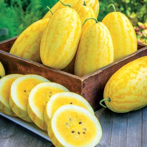 Gói 5 hạt giống dưa hấu F1 thỏi vàng