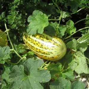 Gói 0.5GR hạt giống Dưa Gang Cao Sản