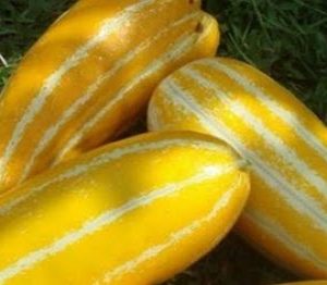 Gói 0.5GR hạt giống Dưa Gang Cao Sản