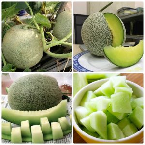 Gói 0.5GR hạt giống Dưa Lưới F1 SV 737 ( Ruột Xanh)