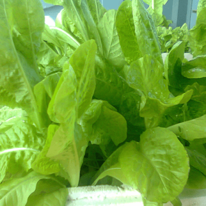 Gói 10g hạt giống xà lách Dún Vàng cao sản