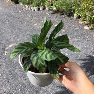 Chậu cây đuôi công