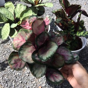 Chậu cây đuôi công