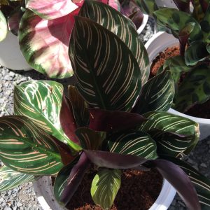 Chậu cây đuôi công