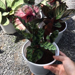 Chậu cây đuôi công