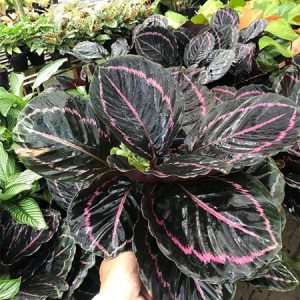 [Cây phong thủy] Đuôi công tím - CayGiongTot