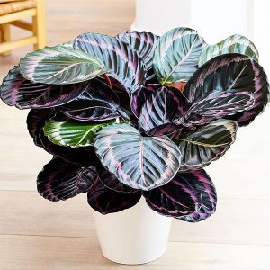 [Cây phong thủy] Đuôi công tím - CayGiongTot