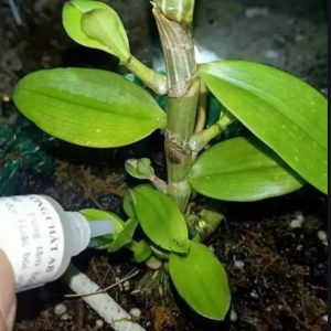 Dưỡng chất ab - Dưỡng mầm lan lọ 10ml