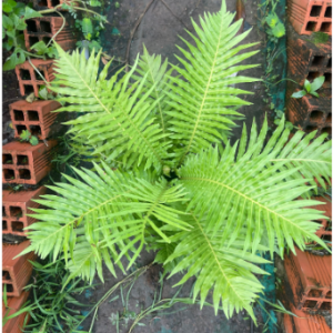 Cây giống dương xỉ Khổng Tước