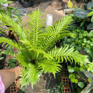 Cây giống dương xỉ Khổng Tước