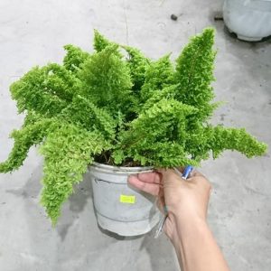 Cây dương xỉ lá nhuyễn - Cyclosorus parasiticus