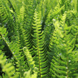 Cây giống Dương xỉ (dương xỉ lá me) - CayGiongTot