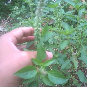 Gói 5g hạt giống rau é trắng (rau thơm sả - húng thơm trắng)