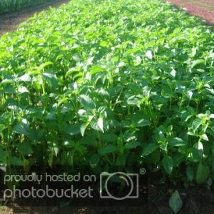 Gói 5g hạt giống rau é trắng (rau thơm sả - húng thơm trắng)