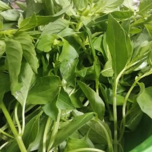 Gói 5g hạt giống rau é trắng (rau thơm sả - húng thơm trắng)