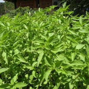 Gói 5g hạt giống rau é trắng (rau thơm sả - húng thơm trắng)