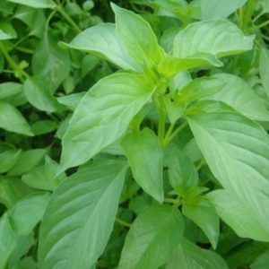 Gói 5g hạt giống rau é trắng (rau thơm sả - húng thơm trắng)