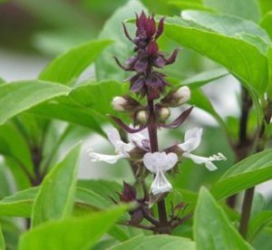 Gói 5g hạt giống rau é trắng (rau thơm sả - húng thơm trắng)