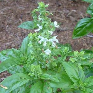 Gói 5g hạt giống rau é trắng (rau thơm sả - húng thơm trắng)