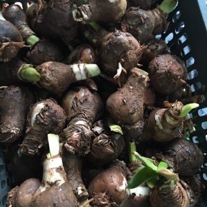 Củ lan huệ, củ hoa loa kèn cho hoa màu đỏ nhung