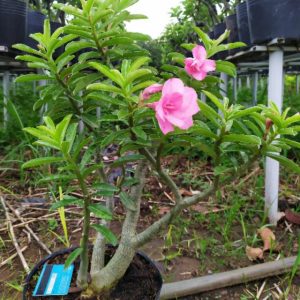 [Cây giống Hoa] Sứ Kỳ Duyên - cây lớn