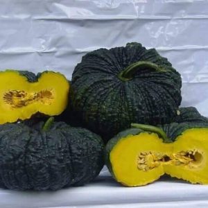 Gói 5 hạt giống Bí Đỏ Da Cóc F1 SV 569