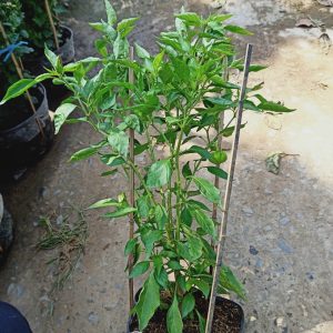 Cây ớt bí ngô đang trái - Pumpkin pepper