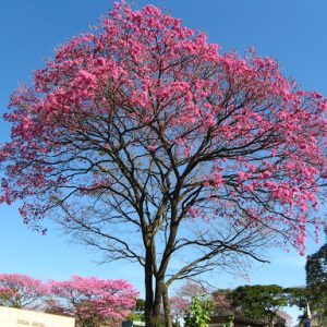 Cây giống kèn hồng, cây bóng mát, Tabebuia rosea