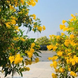 Gói 0.4gr hạt giống hoa Huỳnh Liên