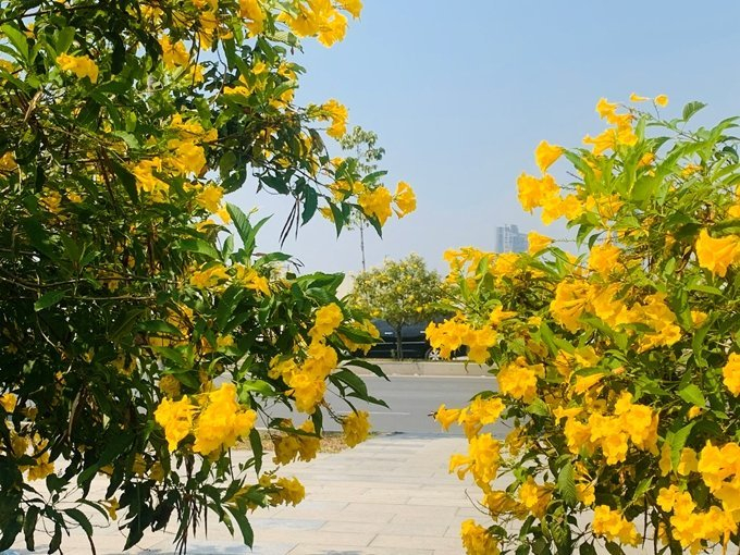 Gói 0.4gr hạt giống hoa Huỳnh Liên