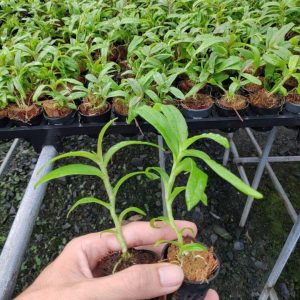 [Cây giống] Giả Hạc Ma Bó - Cây con gieo hạt