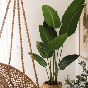 Gói 1GR hạt giống hoa Chuối Cảnh Nhiều Màu