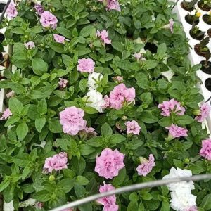 Combo 10 cây giống hoa dạ yên thảo KÉP mix 2 màu Trắng và Hồng