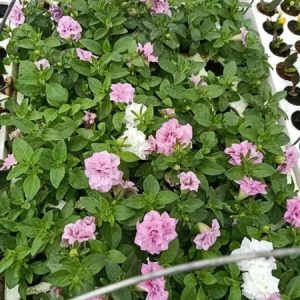 Combo 10 cây giống hoa dạ yên thảo KÉP mix 2 màu Trắng và Hồng